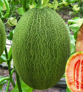 山科蜜二十五号