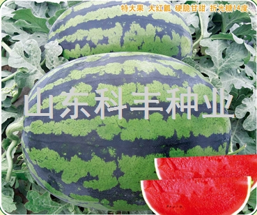 金蜜甜王