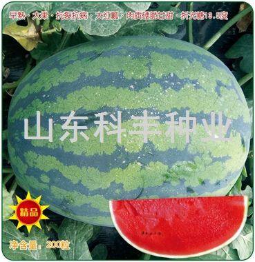 科甜三号