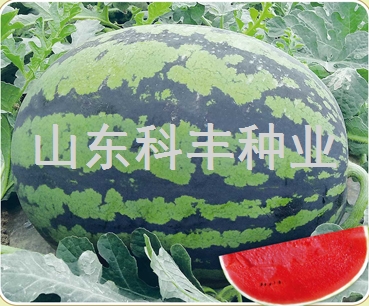 科甜二号