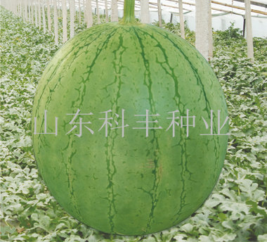 红淇淋