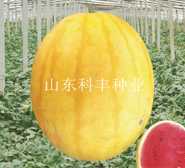 金红