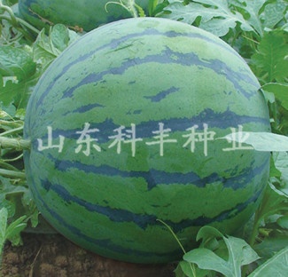 山科红冠