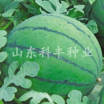 山科秀美