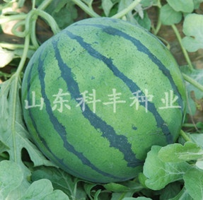 精美欣星
