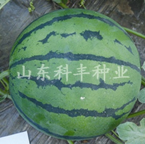 山科美冠