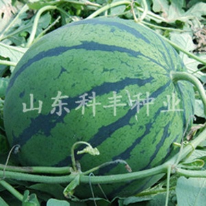 **欣星