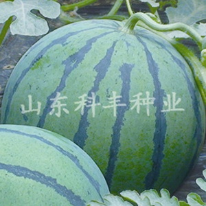 山科欣秀