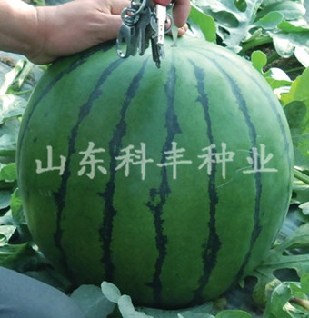 山科星光