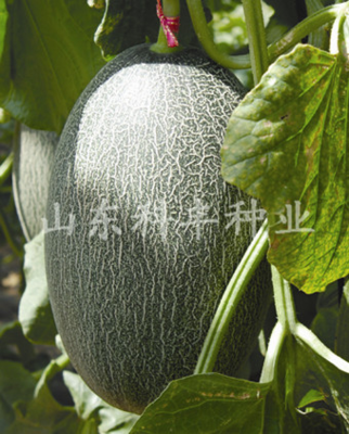 山科蜜十七号