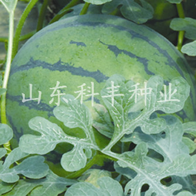 山科欣星