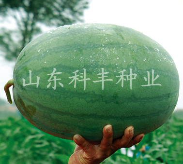 特大红沙龙